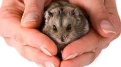 Jak oswoić jungaric do ręki